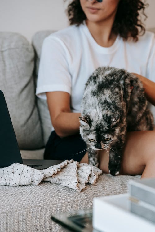 Crop woman caressing purebred cat on sofa at home