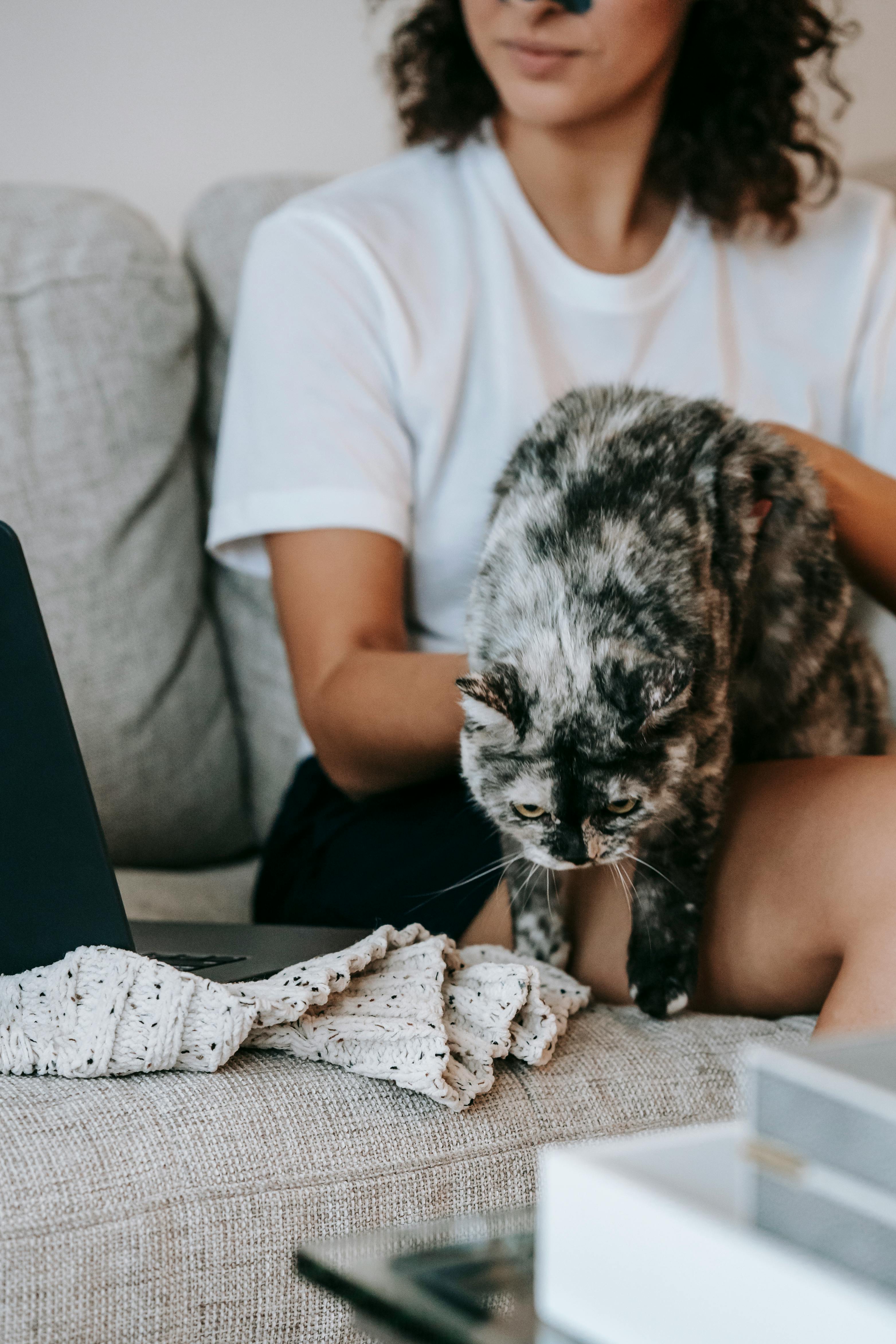 Young female petting cat and watching video on laptop sitting on sofa · Free Stock Photo