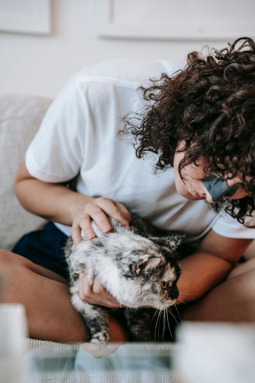 Free Crop young female owner with curly dark hair and cleansing charcoal pore strip on nose petting cute fluffy cat while resting on sofa at home Stock Photo