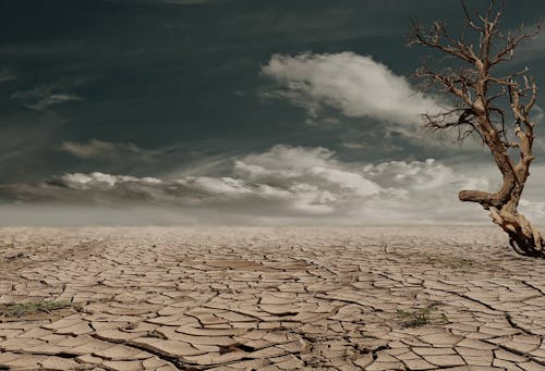 Foto d'estoc gratuïta de arbre, àrid, canvi climàtic