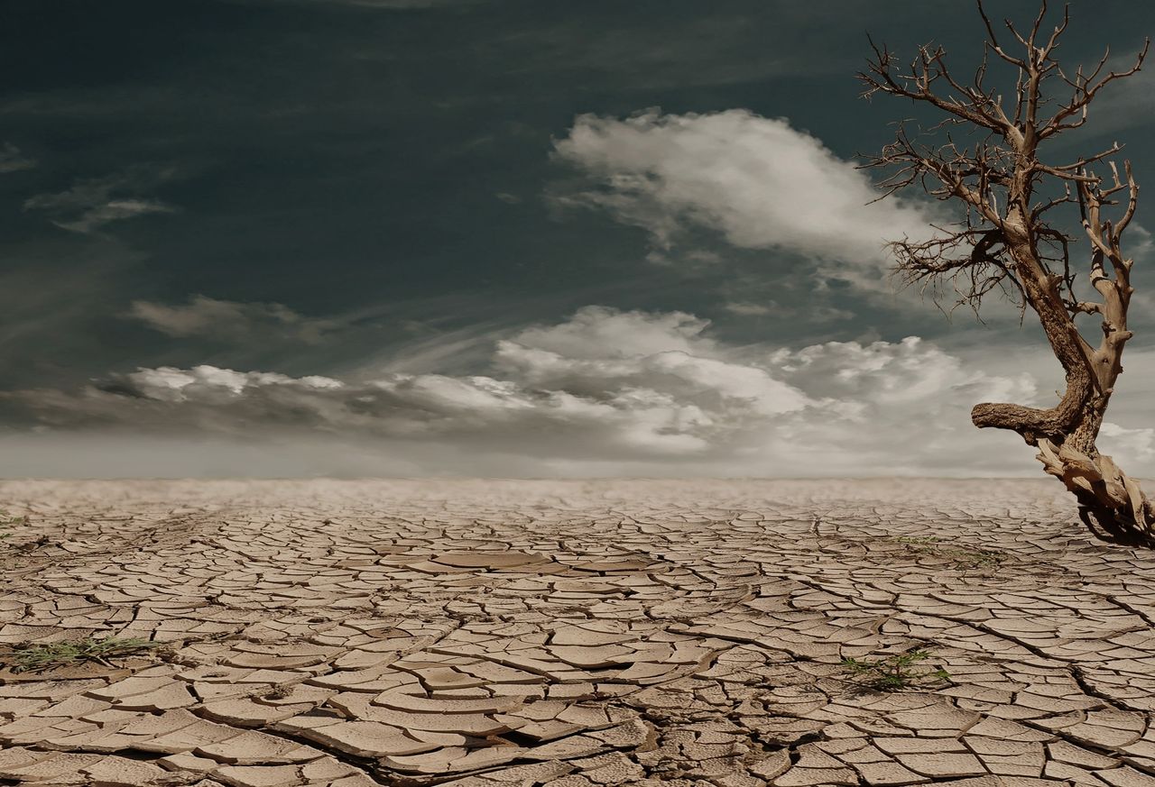 Árbol solitario sobre suelo agrietado por la sequía.