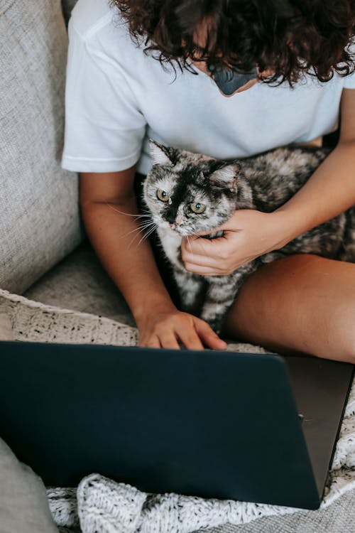 From above of crop anonymous young female owner with curly hair in casual clothes caressing loyal purebred cat of sofa and using laptop during weekend at home