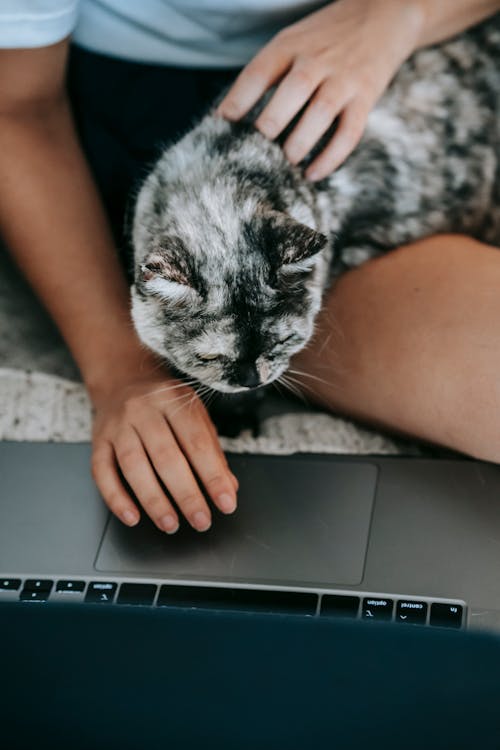 Faceless lady browsing netbook and petting curious cat