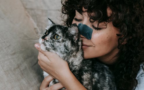 Free Delighted young woman embracing cute purebred cat at home Stock Photo