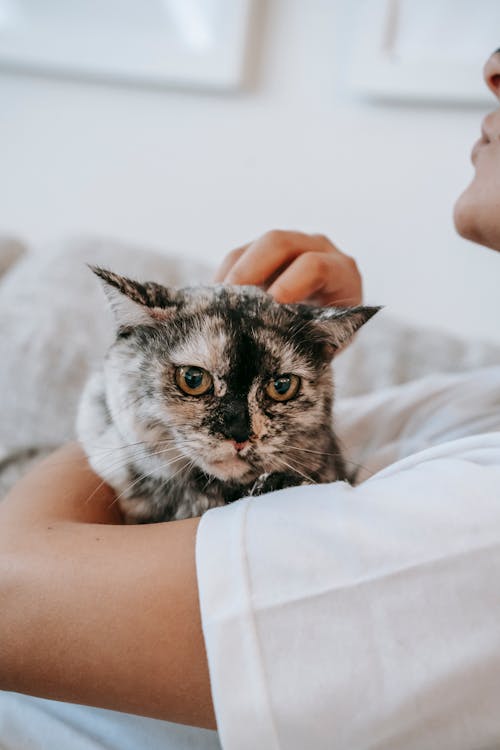 Free Side view of crop faceless young female owner in white t shirt embracing and stroking cute fluffy cat while lying on comfortable couch at home Stock Photo