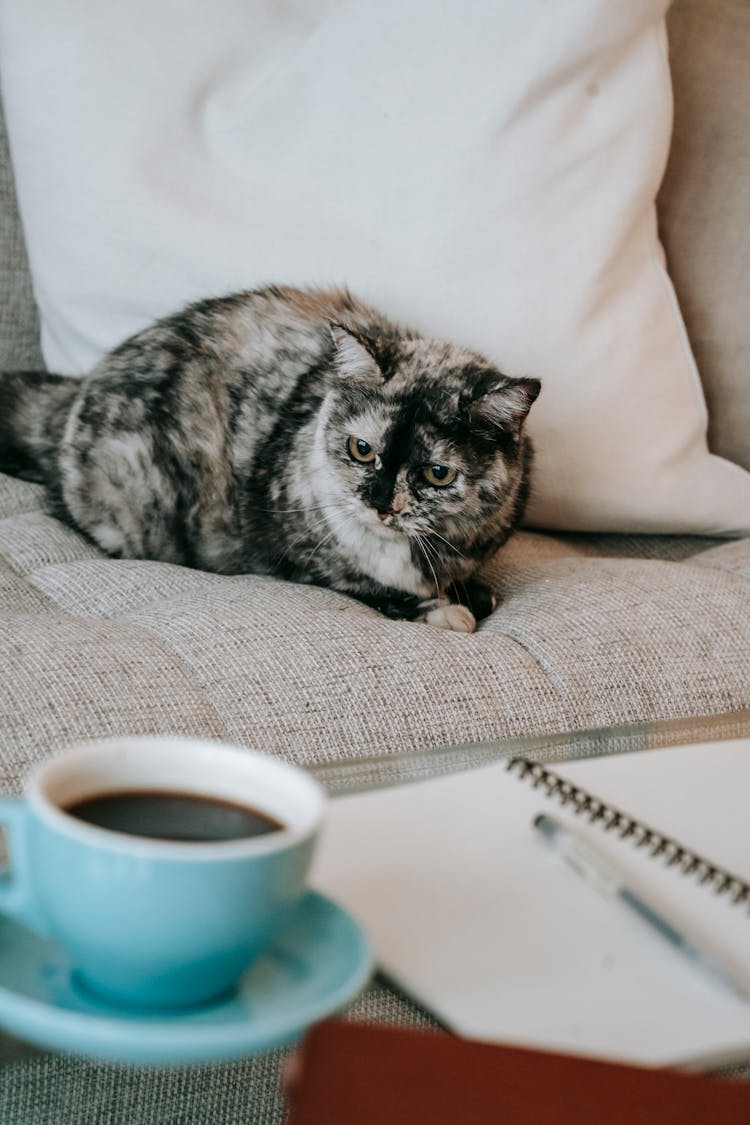 Purebred Cat Sitting On Couch Near Table With Coffee Cup And Copybook