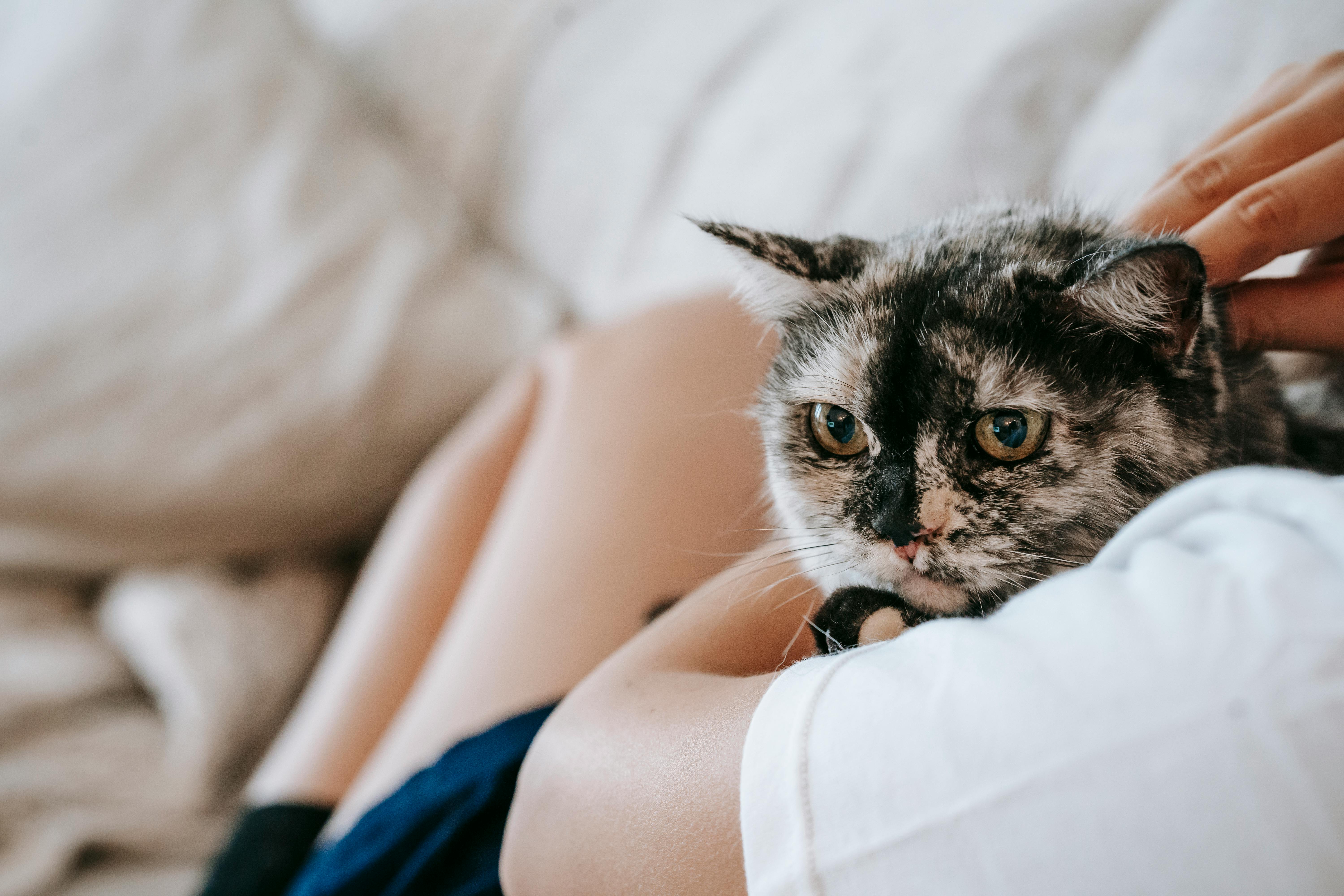 anonymous woman resting on sofa with loyal cat in arms