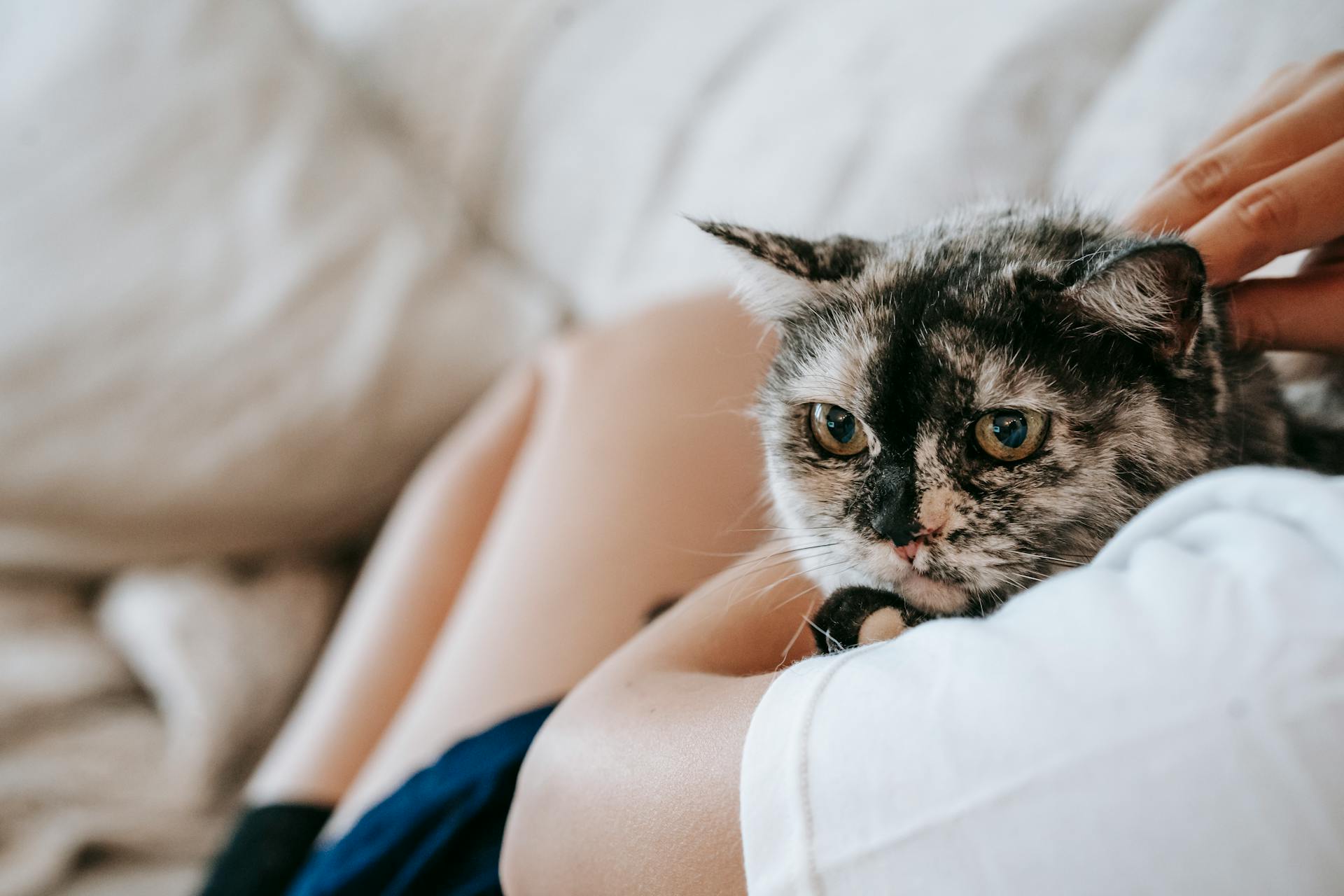 Crop unrecognizable female owner in comfy clothes recreating on couch while embracing and caressing purebred cat