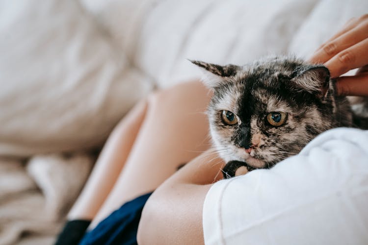 Anonymous Woman Resting On Sofa With Loyal Cat In Arms