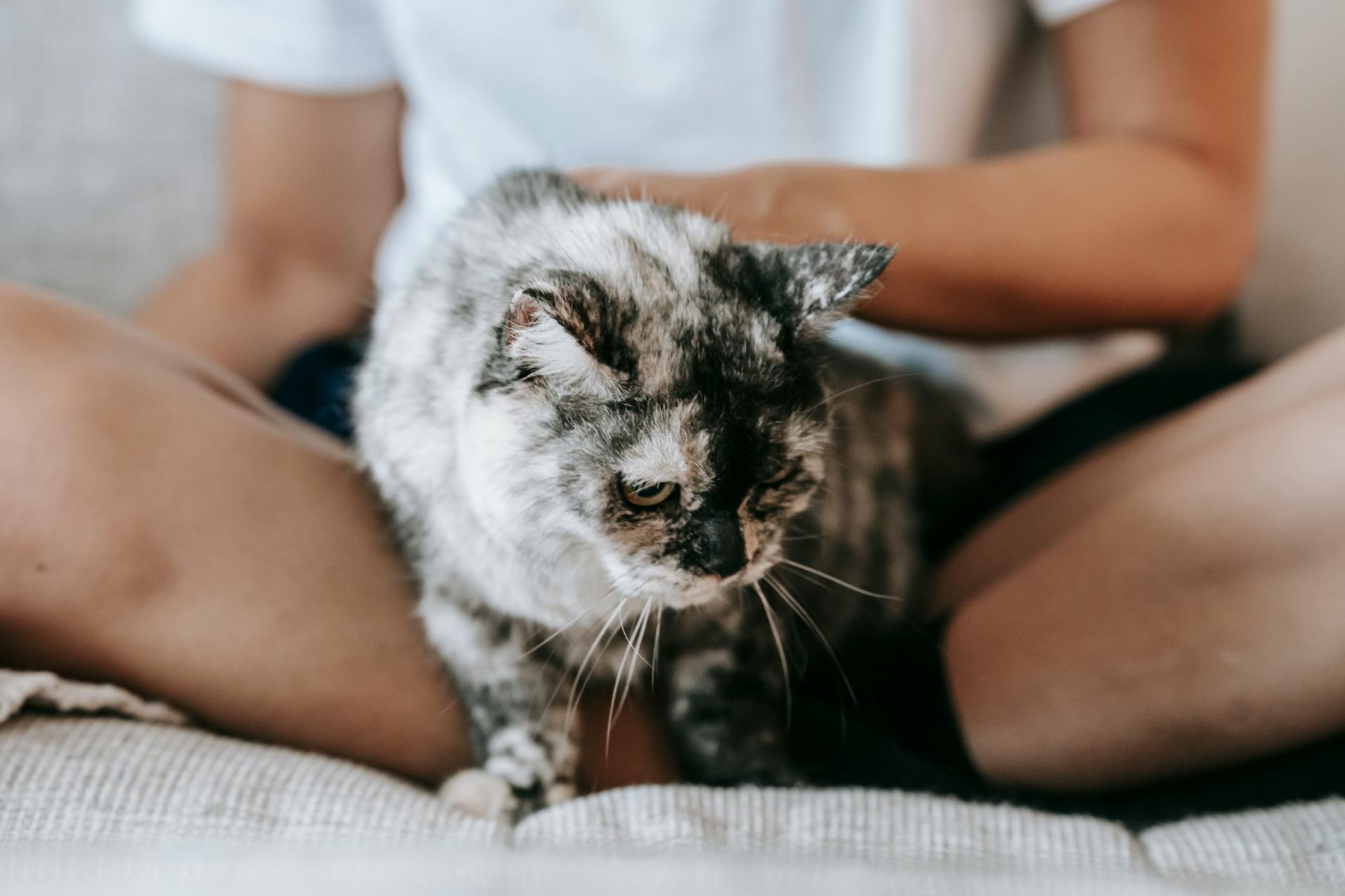 Crop anonymous female owner in casual clothes sitting on sofa with crossed legs and caressing obedient cat in daylight