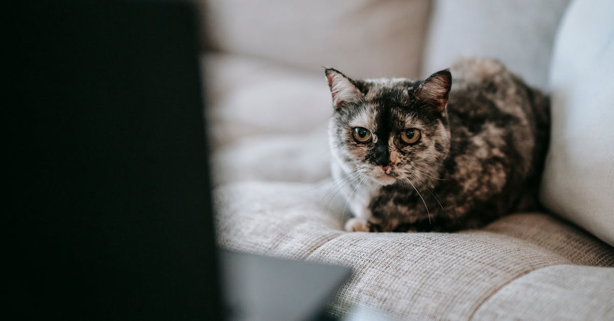 How to cat communicate with each other