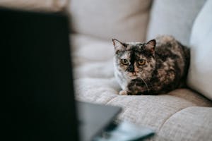 Cute curious cat watching video on laptop sitting on couch