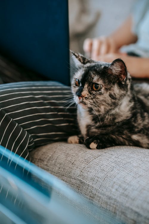 Free Cute little cat staring near crop anonymous female on soft gray couch in lounge Stock Photo