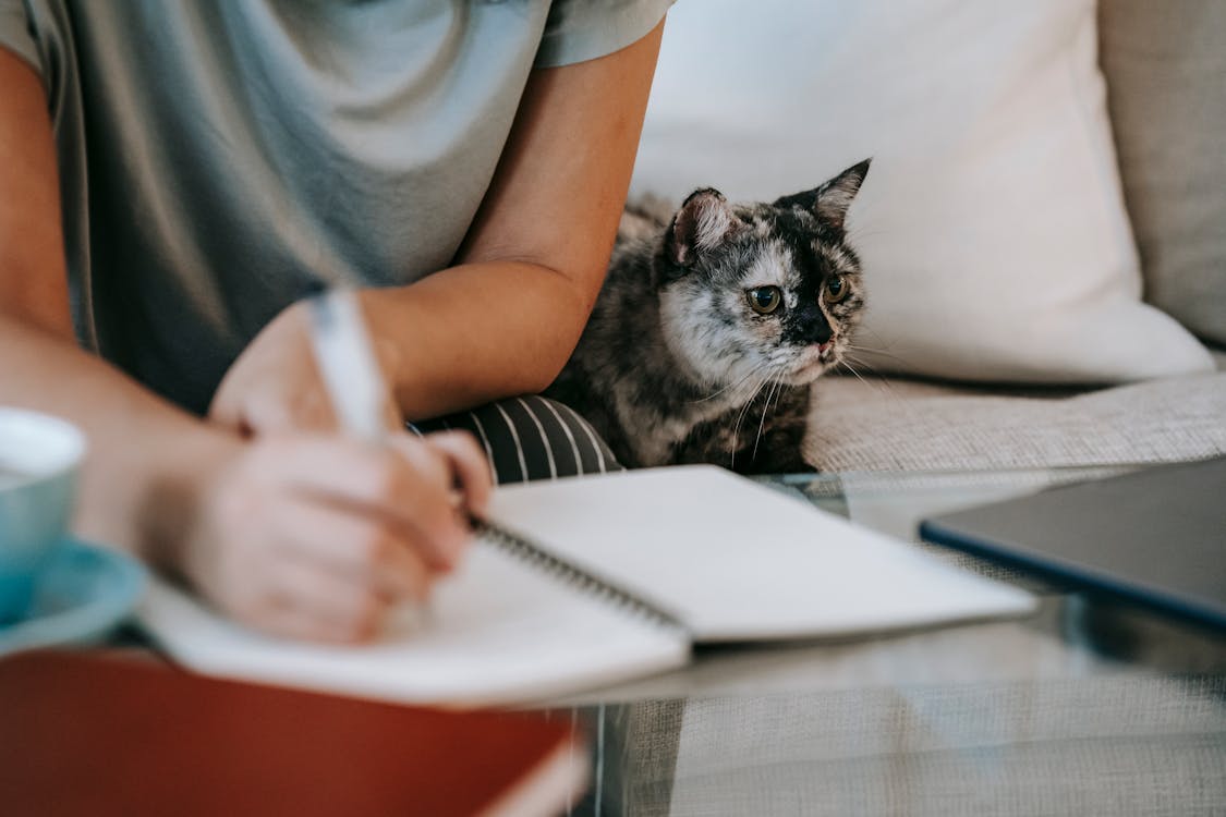 Crop anonymous busy female taking notes in copybook while spotty adorable little cat resting on gray couch