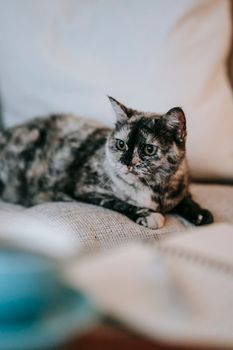 Attentive adorable purebred cat sitting on comfortable sofa in living room and looking away