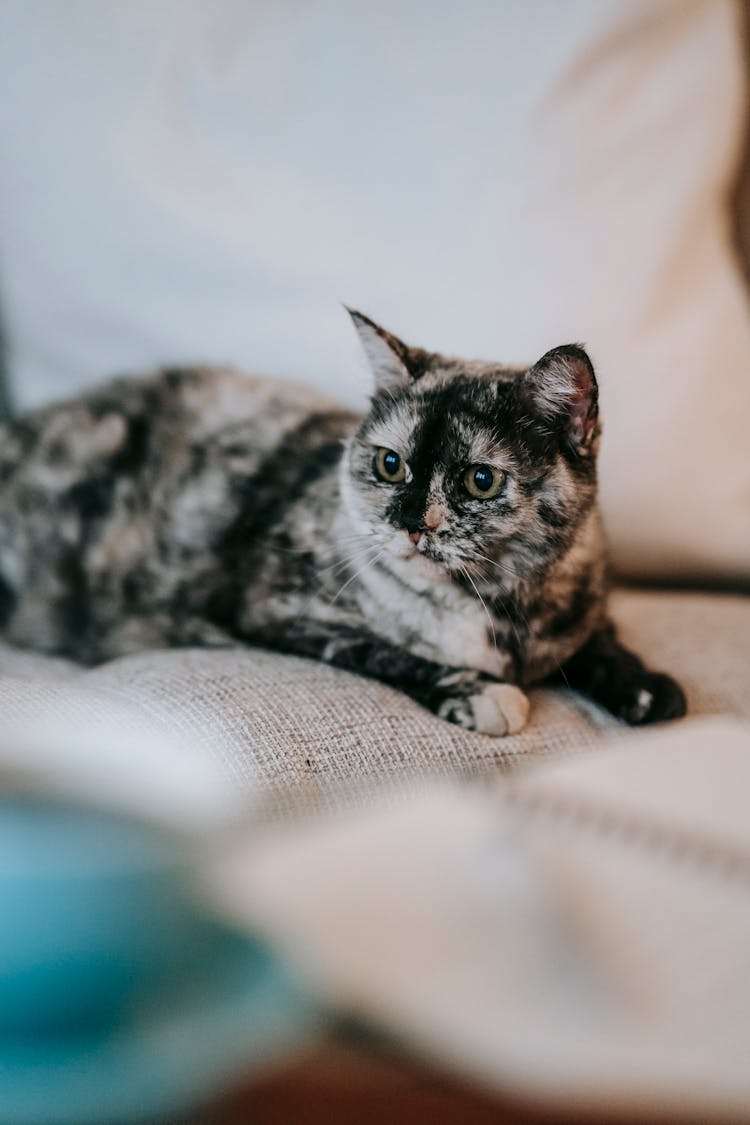 Curious Purebred Cat Resting On Couch At Home