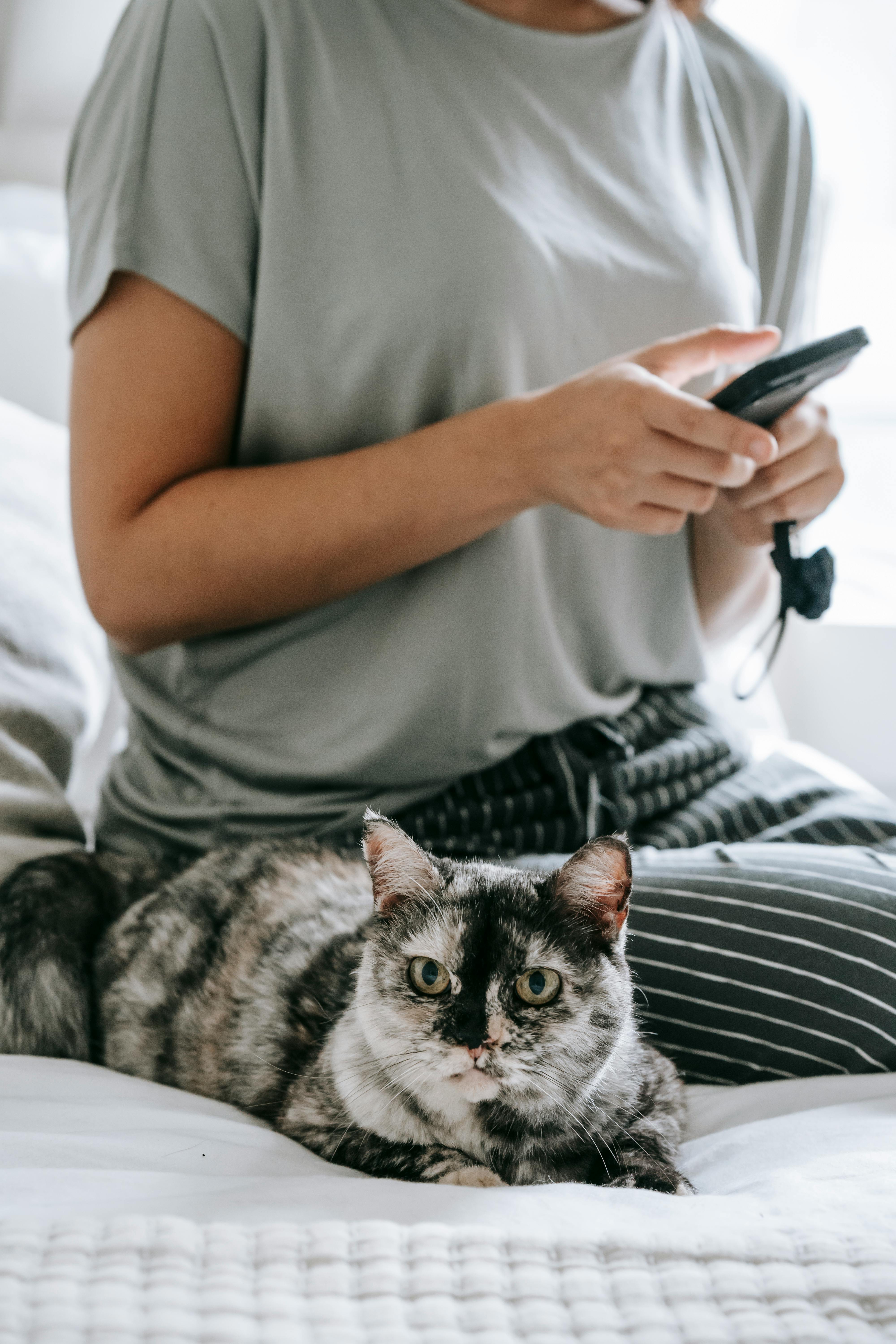 anonymous woman browsing smartphone while sitting on bed near cute cat