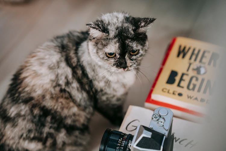 Cute Purebred Cat Sitting Near Books And Photo Camera And Looking Away