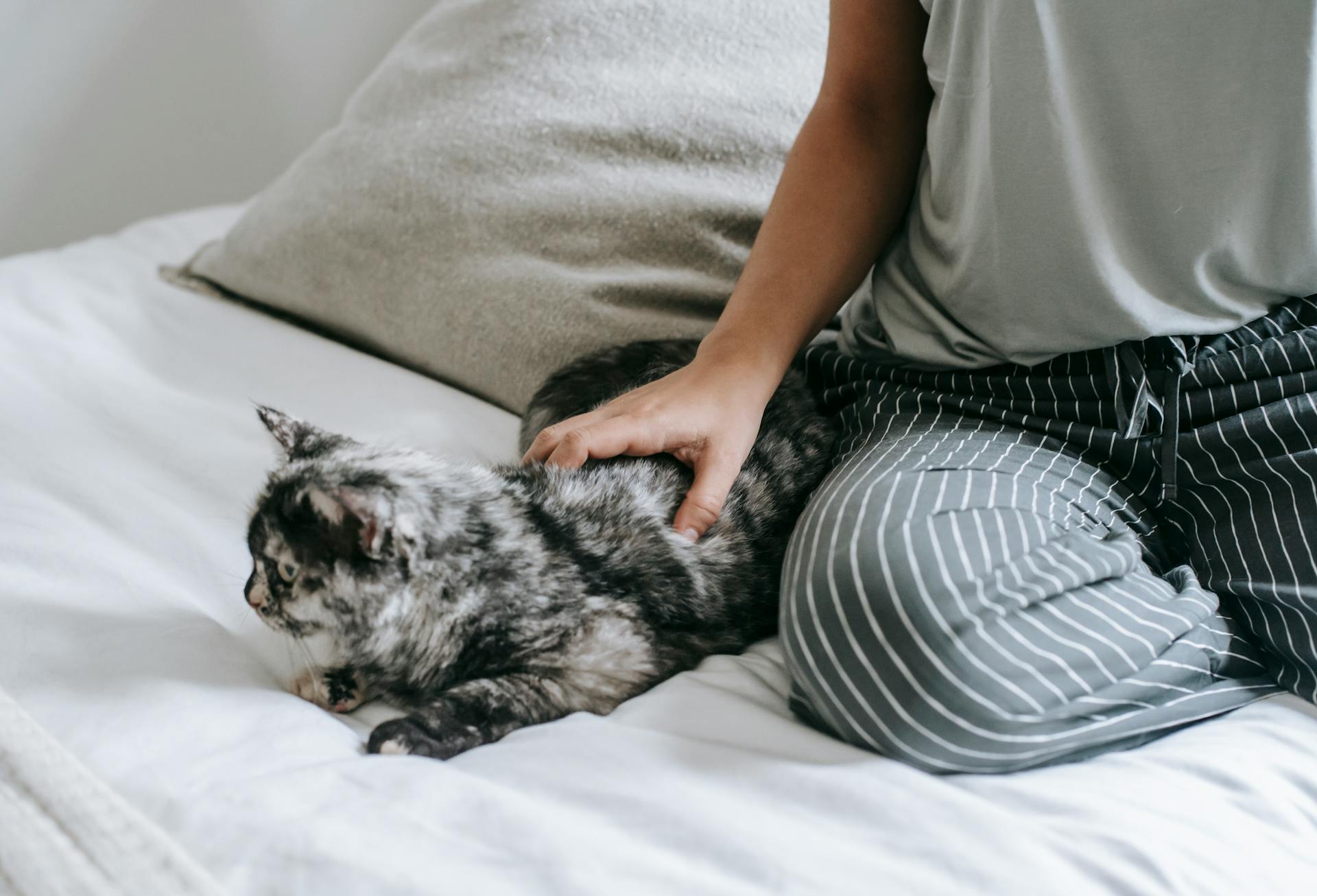 High angle of crop unrecognizable young female owner in casual clothes recreating on comfortable bed and caressing soft cute cat