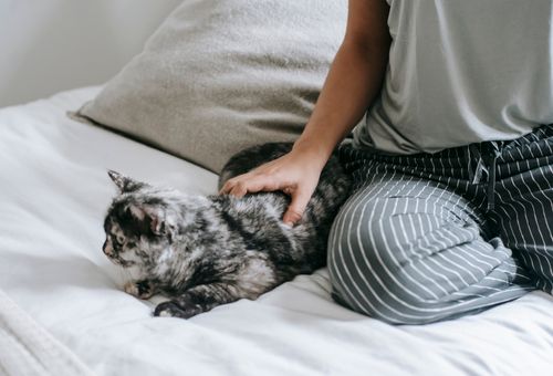 Free High angle of crop unrecognizable young female owner in casual clothes recreating on comfortable bed and caressing soft cute cat Stock Photo