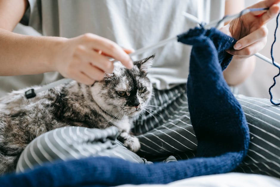 Attentive purebred cat sitting on legs of crop anonymous female owner knitting wool sweater with needles and yarn
