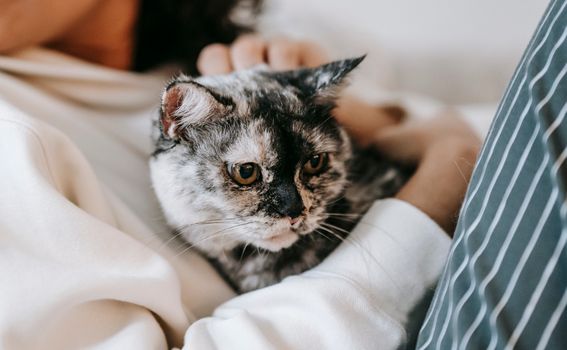 Faceless woman cuddling charming cat at home