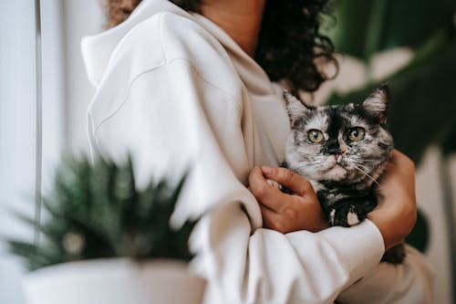 Side view of crop unrecognizable female cuddling cute cat between potted plants at home