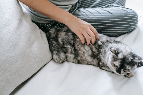 Crop woman stroking cute cat on soft bed at home