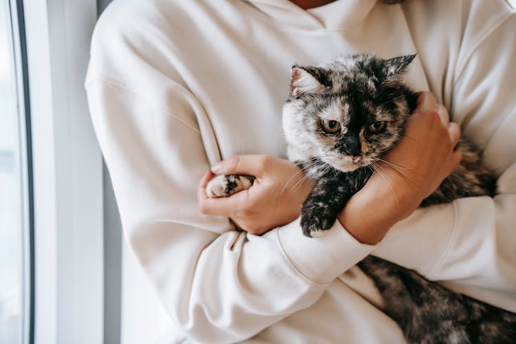 Crop Woman Embracing Adorable Cat At Home