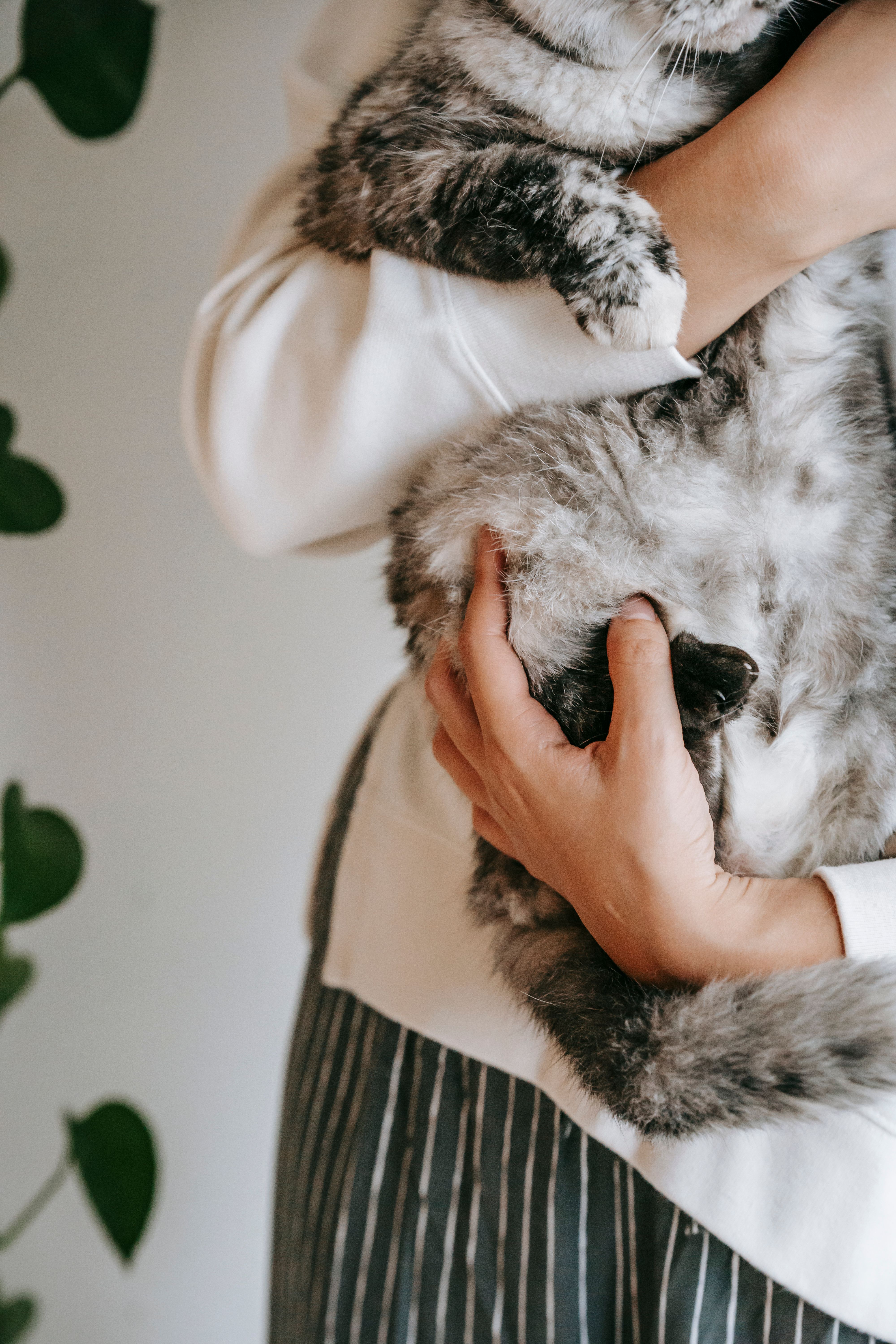 100+ Best Pussy Photos · 100% Free Download · Pexels Stock Photos