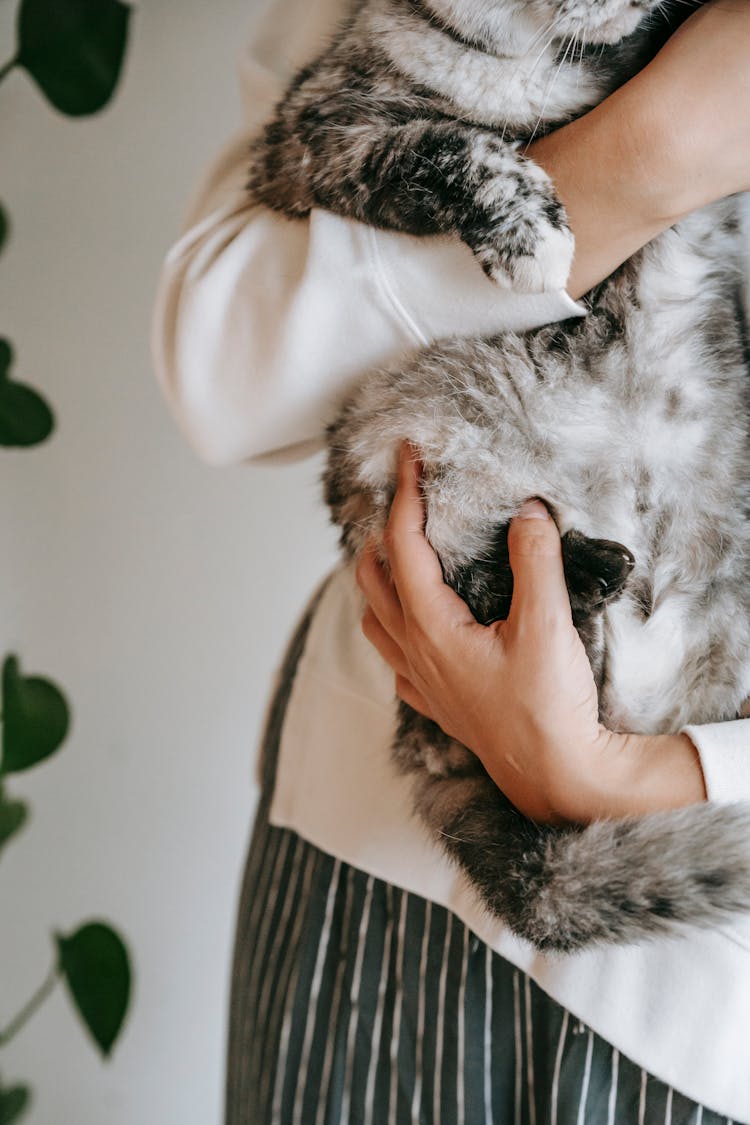 Woman Caressing Fluffy Domestic Cat At Home