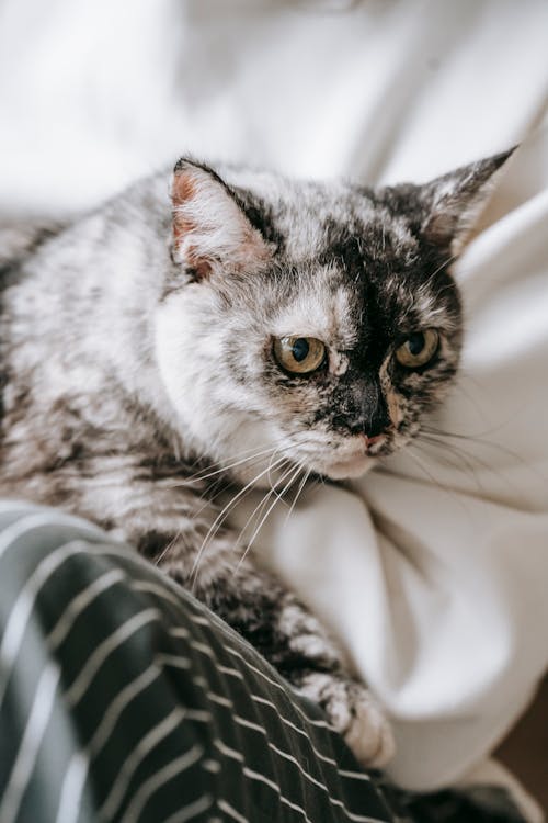 Kostenlos Silberne Tabby Katze Auf Weißem Textil Stock-Foto