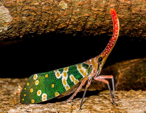绿色黄色和红色的五彩的昆虫在特写摄影