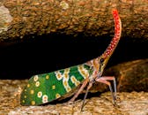 Green Yellow and Red Multicolored Insect in Close Up Photography
