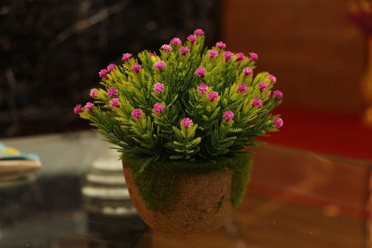 Close-up Of A Heath Flower In A Pot Standing On A Glass Table 