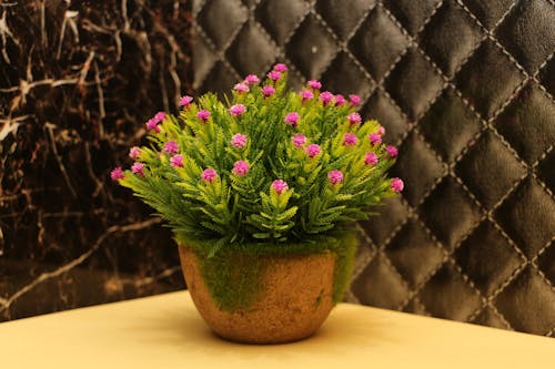 Houseplant Blooming with Flowers in Pot