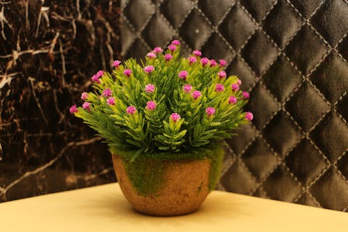 Houseplant Blooming with Flowers in Pot