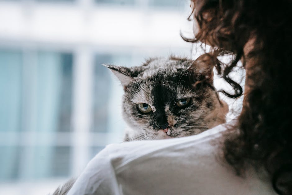 Cute cat in hands of crop owner