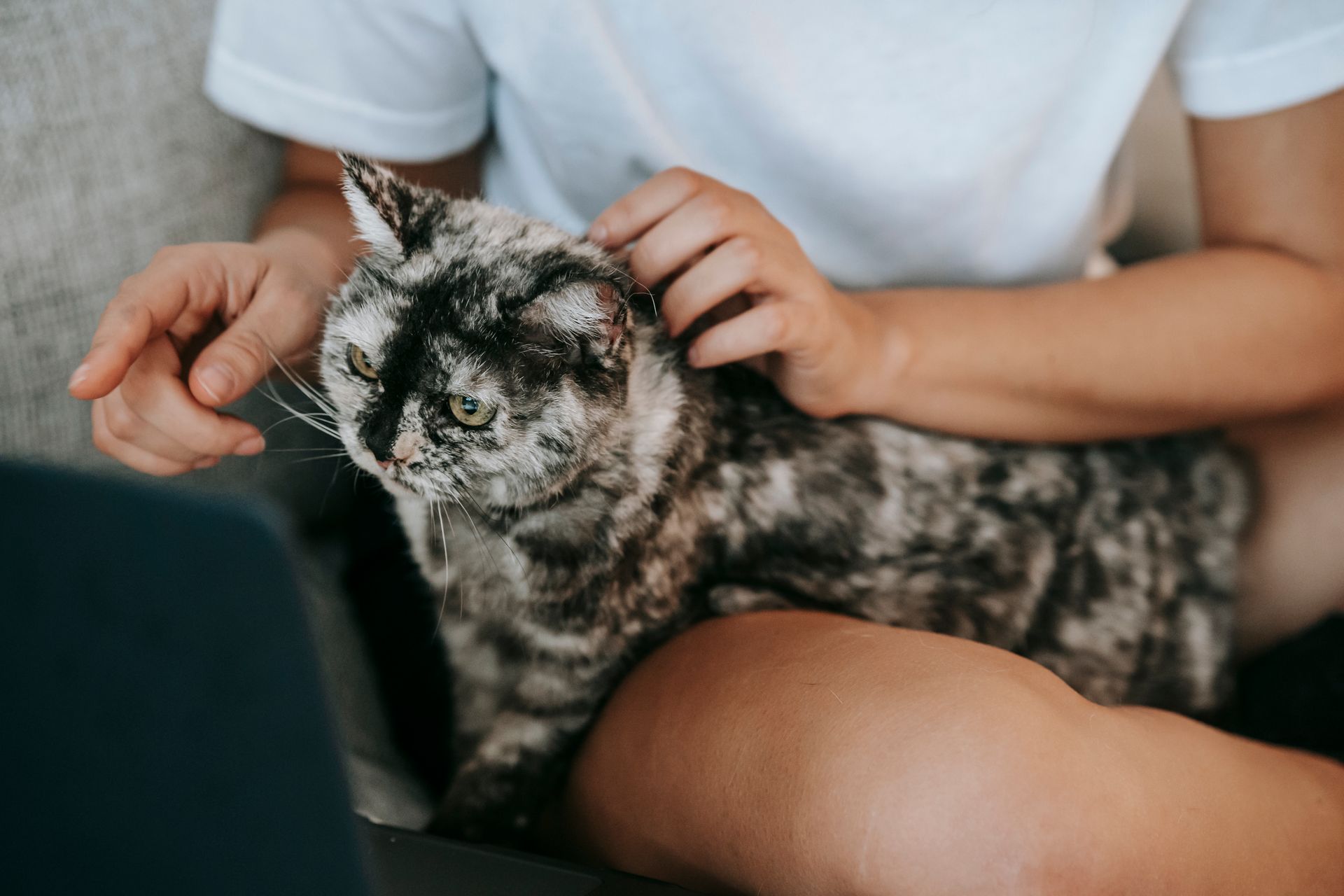 Cat sitting on knees of anonymous owner