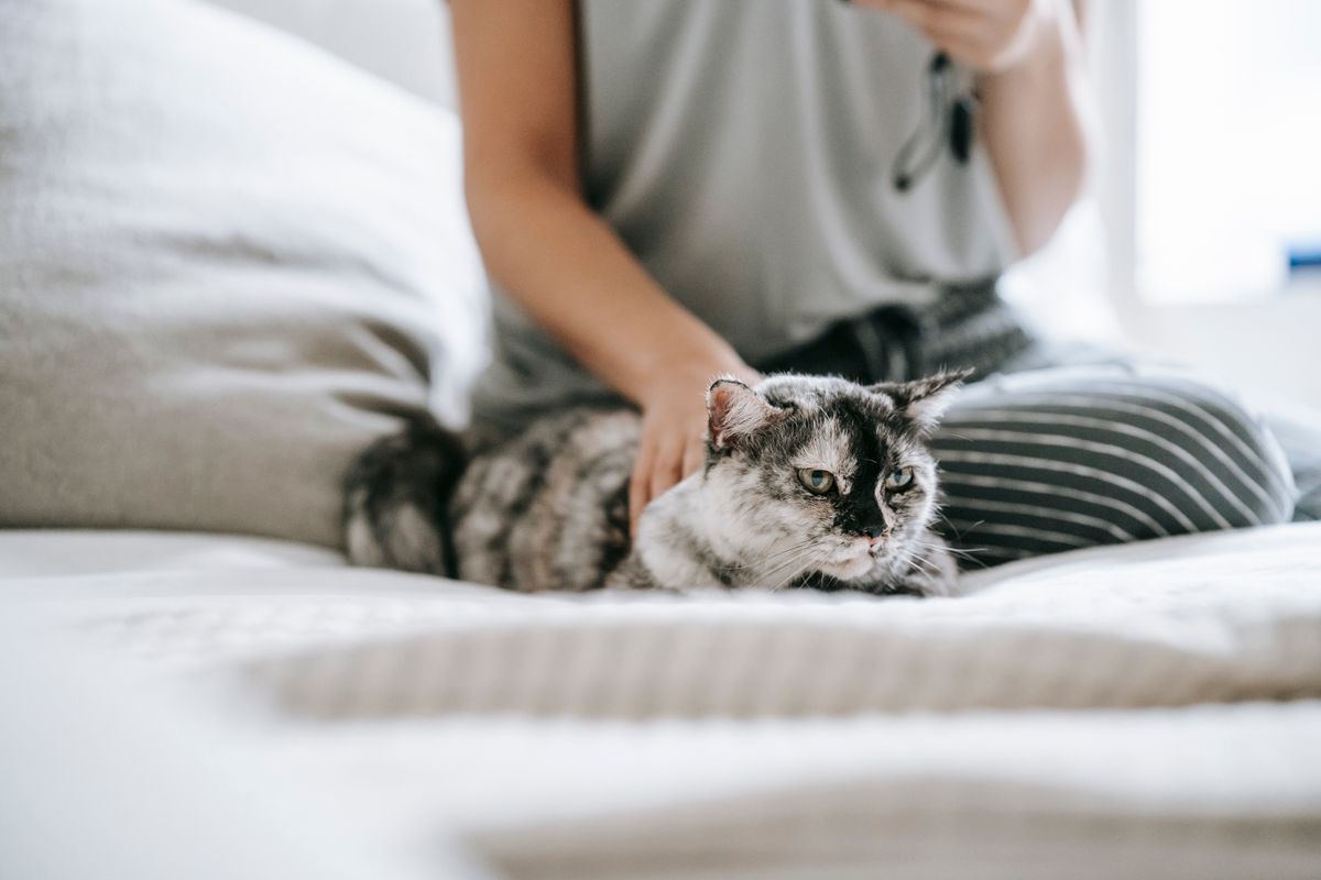 A person gently petting a cat at home