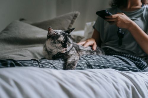 Free Unrecognizable female browsing smartphone and petting dappled cat while lying on bed with cushions in bedroom during weekend in cozy apartment Stock Photo