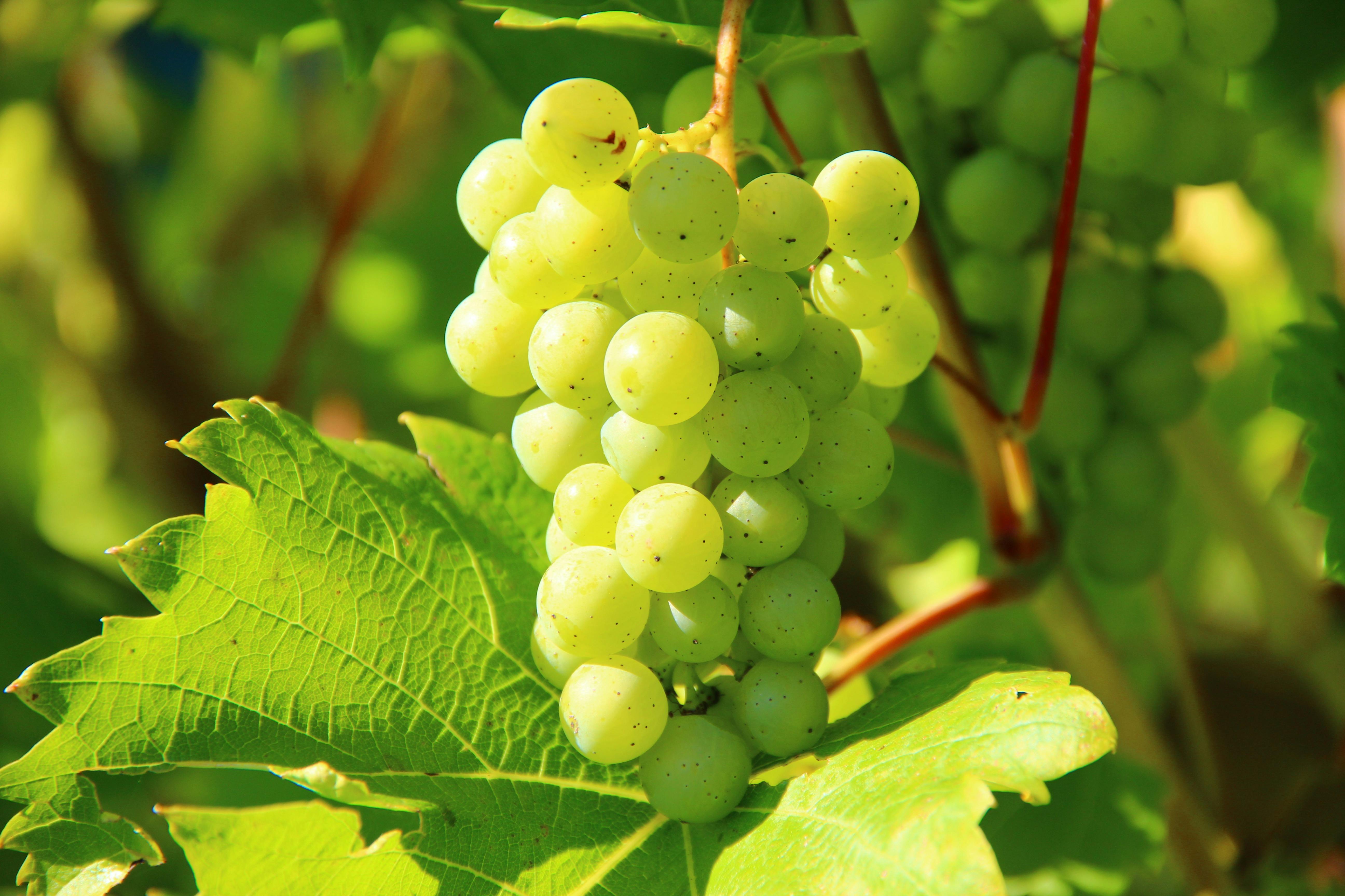 French Bordeaux Grape Mobile Phone Wallpaper Images Free Download on  Lovepik  400461415