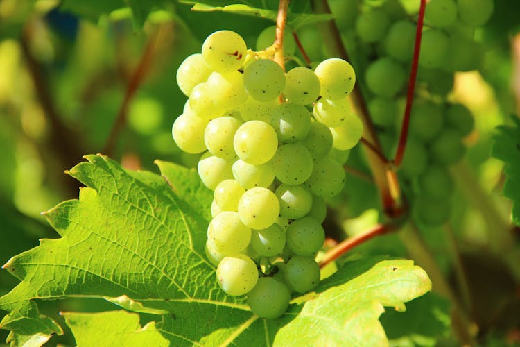 Green Grapes