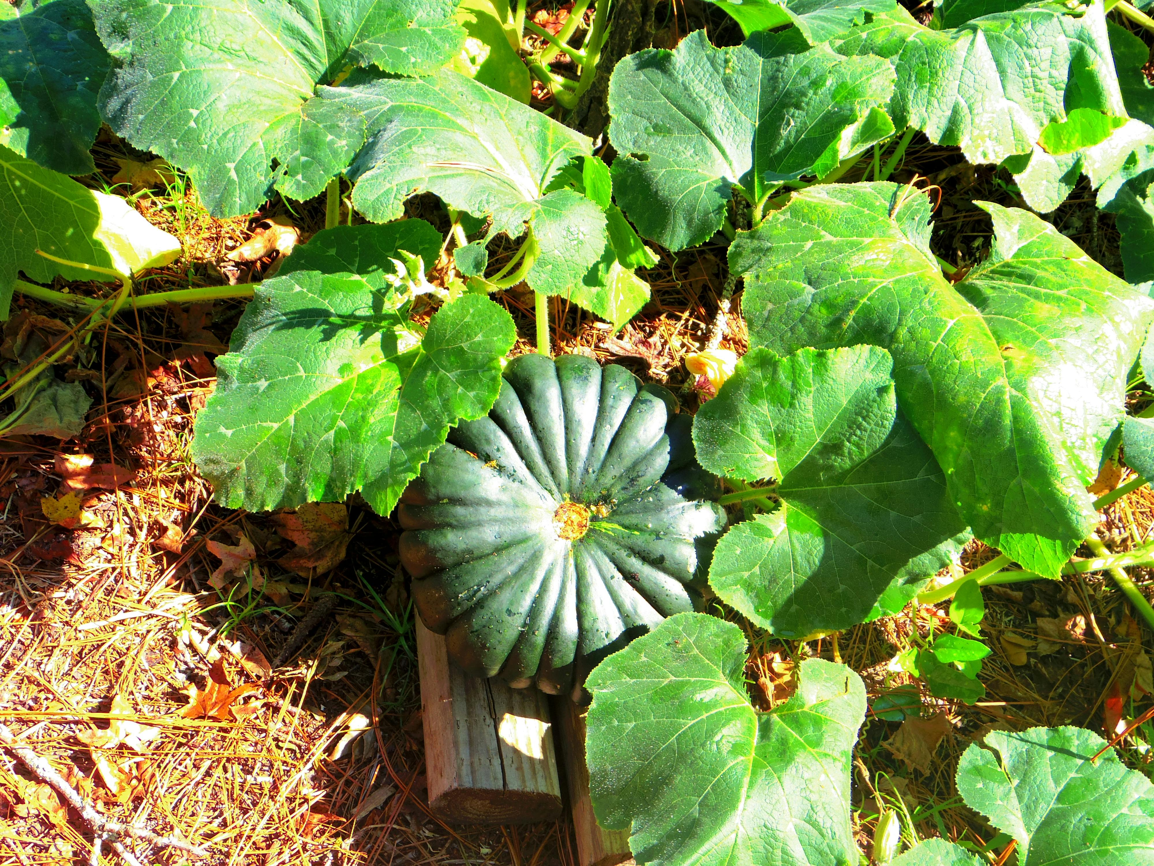 Free stock photo of unidentified calabaza squash