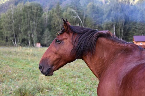 Close Up Photo of a Brown Horse