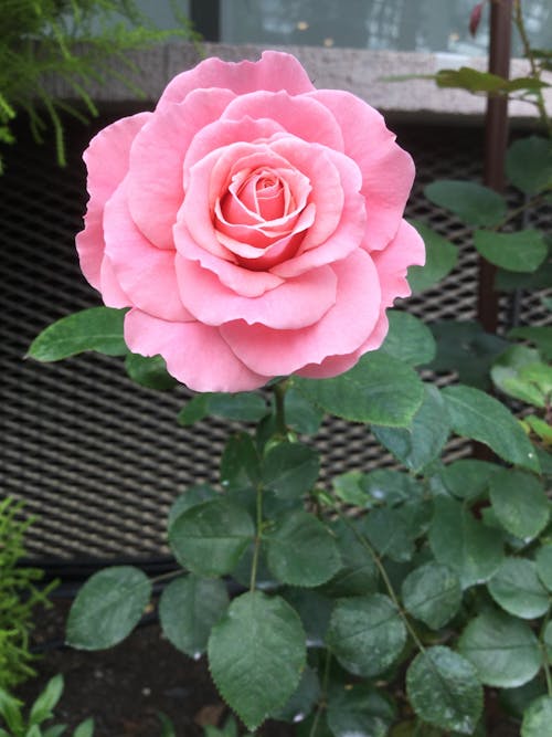 Beautiful Pink Rose in Bloom