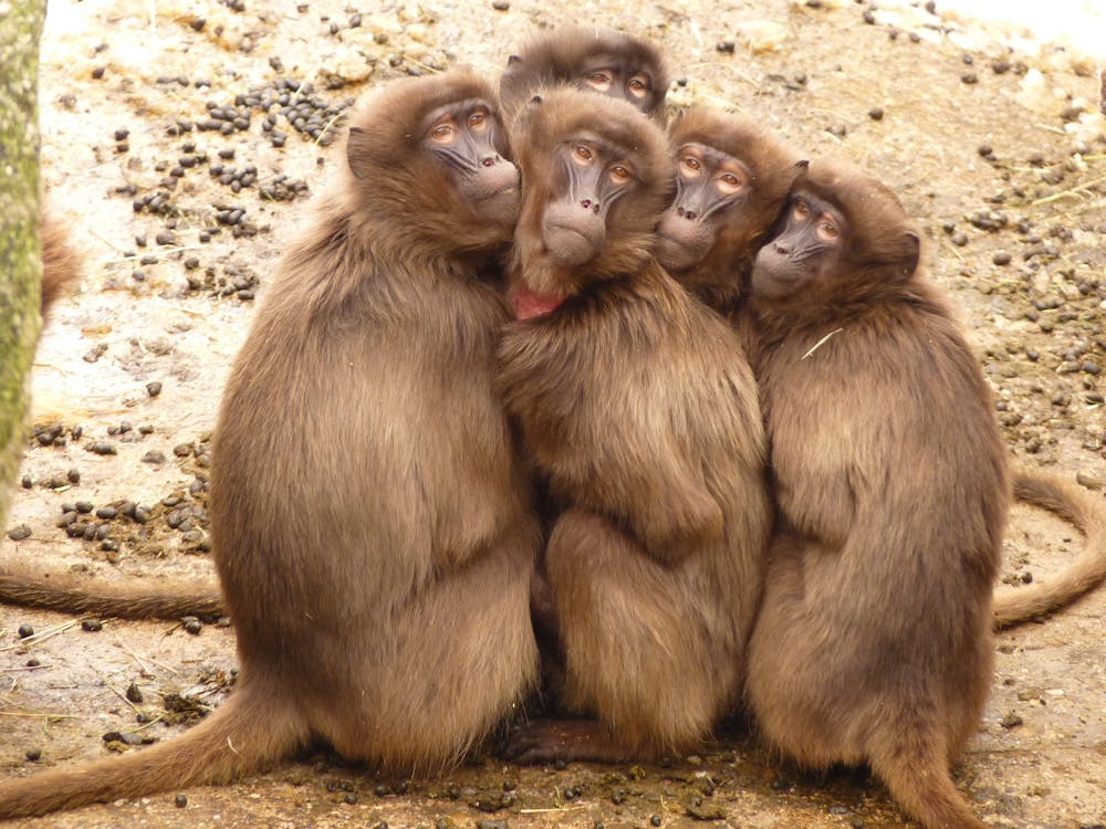 Free Five Monkey Huddled Together Outdoor during Daytime Stock Photo