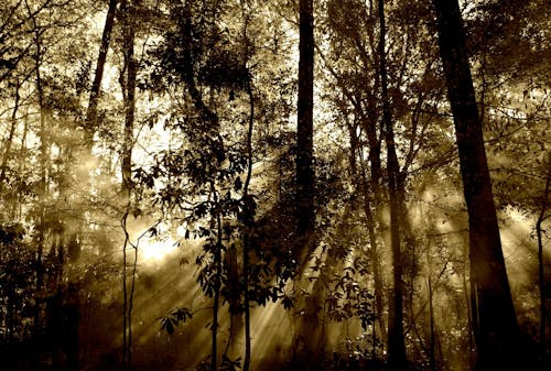 免費 穿過森林中的樹木的眩光 圖庫相片