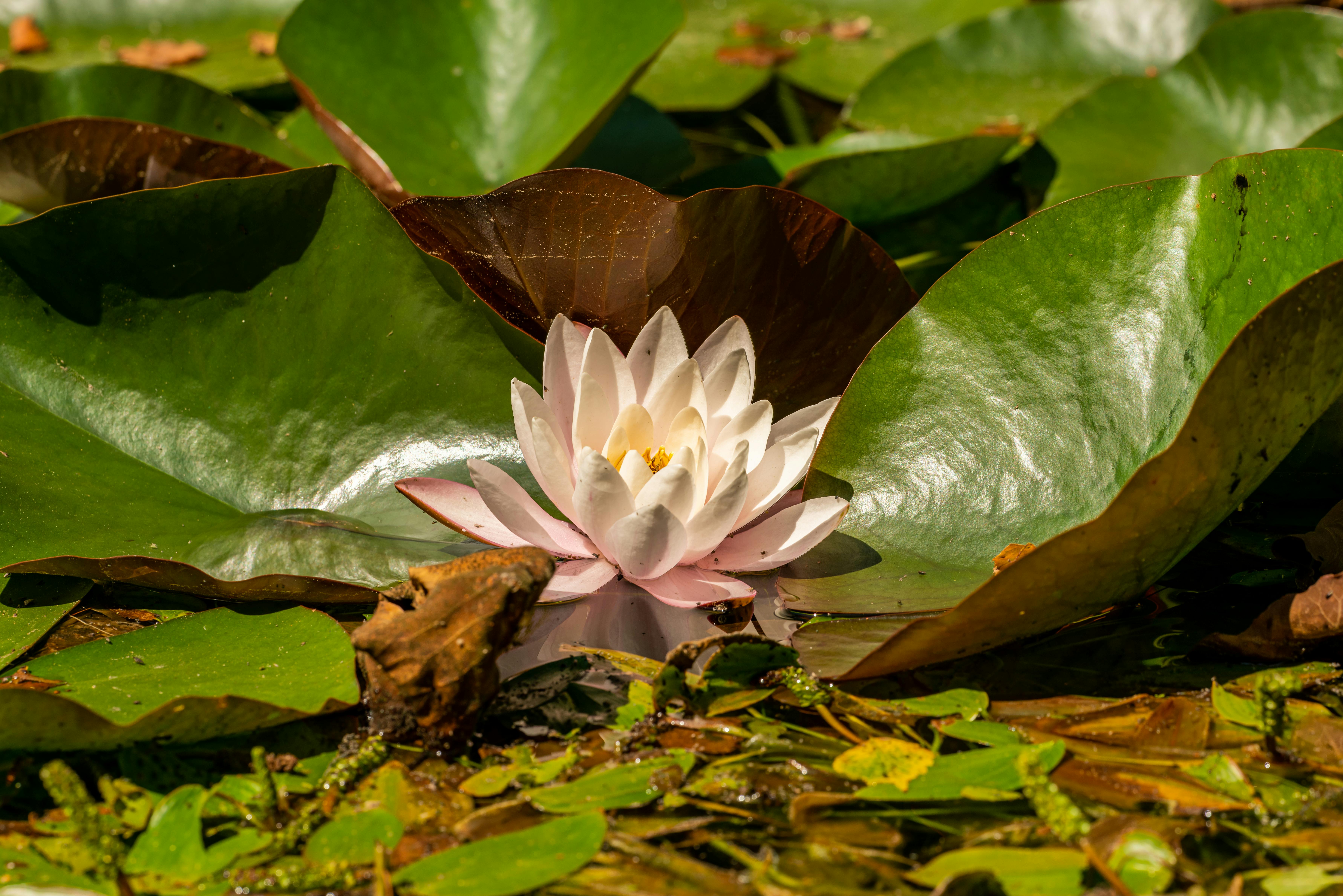 Purple Flower: Làm sao để biến một bức ảnh đơn giản của hoa tím trở nên sống động hơn? Hãy chờ đón cùng xem bức hình hoa tím đẹp nhất từng được ghi lại - sự kết hợp giữa màu sắc, ánh sáng và không khí tràn ngập mùi thơm.