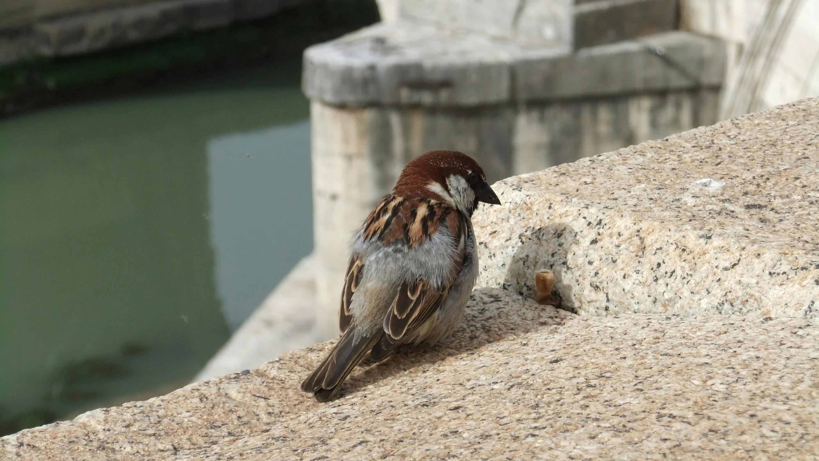 Free stock photo of a lonely sparrow, rome italy